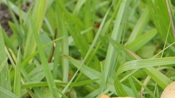 Hongos alucinógenos