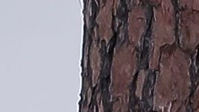 PGA Tour informó que el juego quedó suspendido tras la tormenta eléctrica