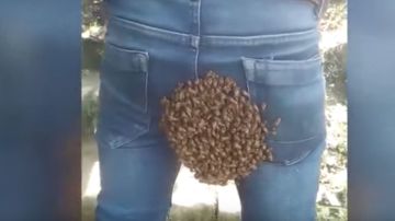Cientos de abejas sobre el trasero de un hombre.