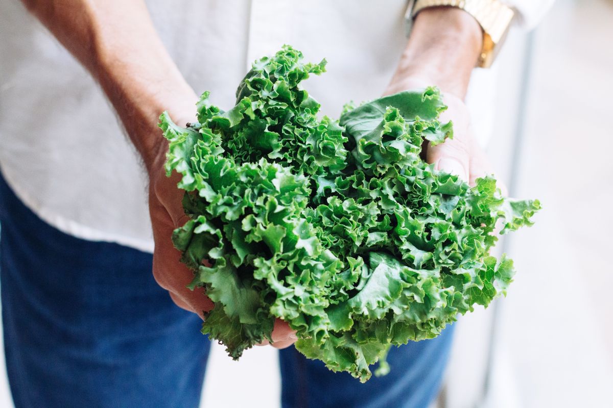 El kale tiene propiedades nutricionales sumamente completas, es altamente recomendable para consumir en todo tipo de dietas, especialmente en las veganas, de adelgazamiento y las indicadas para bajar el colesterol malo.