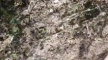 Cártel del Noreste decapita a hombre y con navaja le deja mensaje escrito en el cuerpo