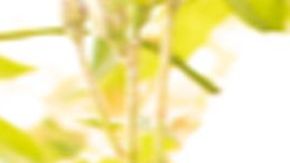 Chiquis Rivera se integra a "Tengo Talento, Mucho Talento" de Estrella TV