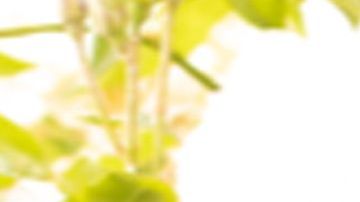 Chiquis Rivera se integra a "Tengo Talento, Mucho Talento" de Estrella TV