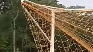 El ciervo estaba desesperado