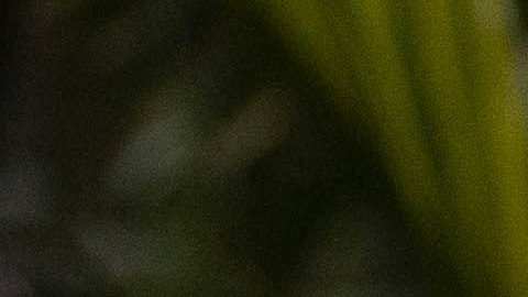 De izq. a dcha., Madeleine Madden, Eugenio Derbez, Isabela Moner y Jeff Wahlberg.