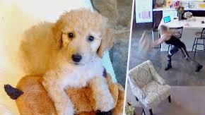 Perro maltratado por su cuidadora.