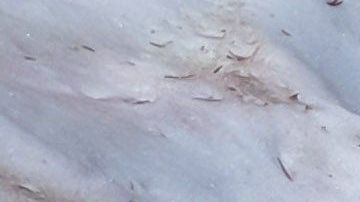 La nieve adquiere color rosado por la presencia de un alga.