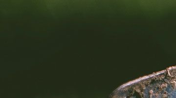 El astuto joven se aprovechó de la política de devoluciones de la empresa.