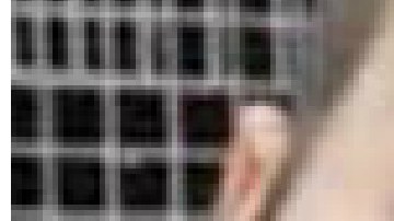 El santuario animal Almas Veganas es un colectivo que lucha por la liberación animal.