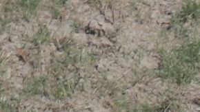 Inmigrantes se entregan a la Patrulla Fronteriza en la frontera sur.