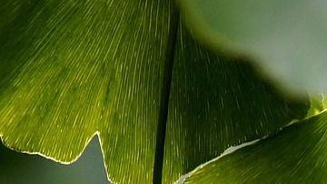 ginkgo-3750276_1280