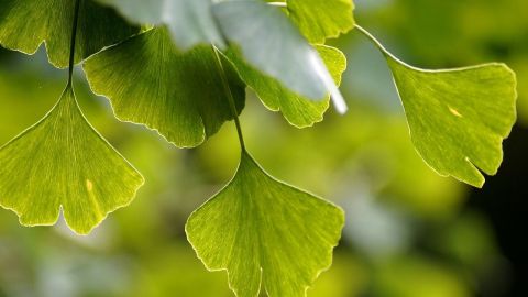 ginkgo-3750276_1280