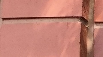 La pareja de tenistas colombianos ganaron recientemente Wimbledon.