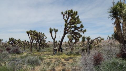 Árboles de Joshua, un símbolo de los desiertos estadounidenses.