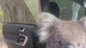 Un koala disfrutando del ac.