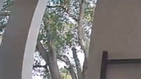 El hombre se montó en la bicicleta para niños y se la llevó sin mostrar gran preocupación.