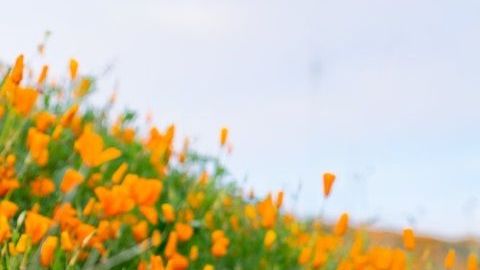 Las hormonas tienen una importante influencia en regular los niveles en la sangre de líquidos, sal y azúcar.