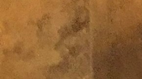 Miguel García, dueño de Dalila’s Pet Gromming,  con uno de sus perros.