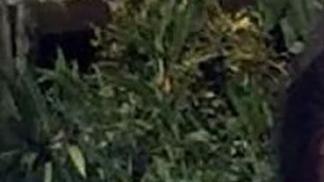 La familia está ofreciendo una recompensa por atrapar al asesino, que sería de poco más de $20,000 dólares.