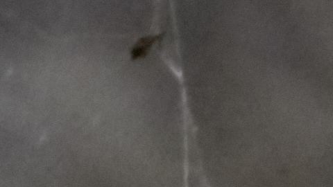 Tarántula.