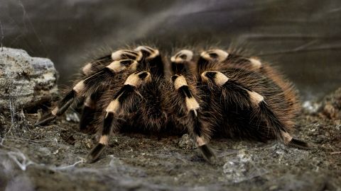 Tarántula.