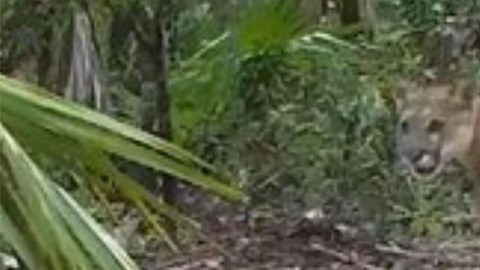 Las panteras sufren para caminar.