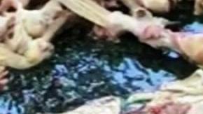 Asquerosidad en  Bond Street, Brooklyn