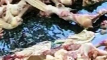 Asquerosidad en  Bond Street, Brooklyn