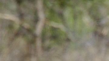 Los rinocerontes se identifican por sus hocicos con cuernos.