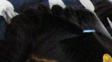 LOS ANGELES,CA- children coloring at the Los Angeles Library festival of reading. Photo by J. Emilio Flores/La Opinion