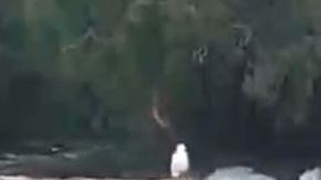 Muchos osos buscan refrescarse en Alaska hoy.