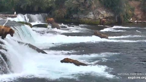 Muchos osos buscan refrescarse en Alaska hoy.
