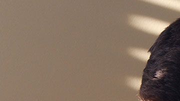 Isabel Miranda de Wallace destacó que no se han registrado aprehensiones  debido a estos delitos.