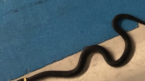 No está claro el origen ni el destino de este reptil