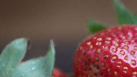 La combinación de estos poderosos ingredientes fortalece el sistema inmunitario y fomenta el buen funcionamiento digestivo.