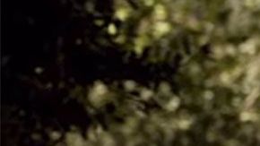 Fragmento de la cinta The Hunt.