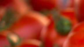 tomate-1