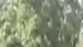 VIDEO Decenas de sicarios del CJNG así buscan a Los Viagras