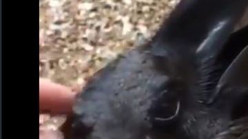 ¿Podrías decir de qué animal se trata?