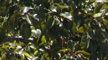 Unas 60 mil personas viven en las calles de Los Ángeles.