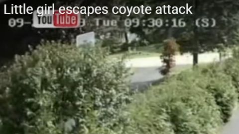 Una niña en Illinois tuvo la suerte de escapar de un ataque de coyote en su  patio.