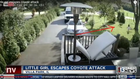 Una niña en Illinois tuvo la suerte de escapar de un ataque de coyote en su patio.
