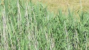 La figura de un dinosaurio aparece en la tradición sobre el Monstruo del Lago Ness.