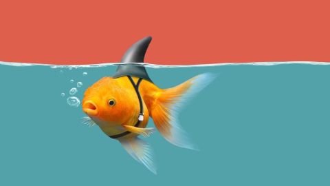 Ideas hay muchas, lo que escasea son las buenas.