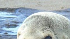 En 2015 el Blob causó que varias especies sufrieran malnutrición o murieran.