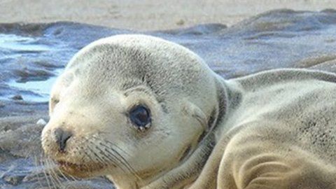 En 2015 el Blob causó que varias especies sufrieran malnutrición o murieran.