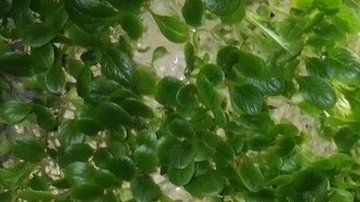 Yuichi Mori se inspiró en las membranas utilizadas en los riñones artificiales para desarrollar películas de polímeros para su uso en la agricultura.