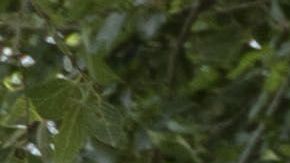 El juez Dana Sabraw tiene que definir con mayor exactitud las pautas para separar familias en la frontera.