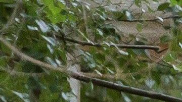 Blanca Fernández Ochoa que lleva 10 días desaparecida