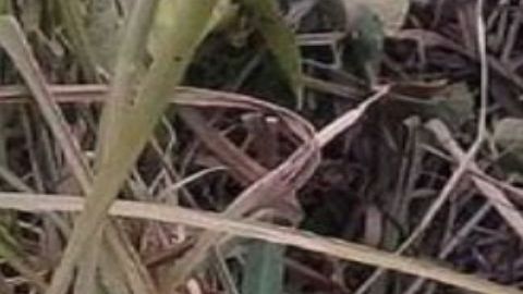 A mujer le mutilan los dedos y la dejan muerta en zona que se pelean el CJNG y Los Zetas